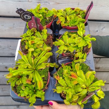 Dionaea muscipula (Mucholapka podivná) - kont. C1L, Ø 15 cm